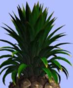 Obrázek ananas 5