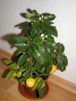 Obrázek calamondin 01