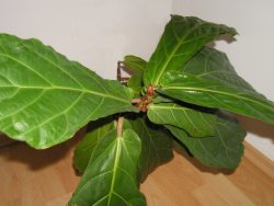 Obrázek ficus