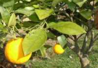 Obrázek pomeranč