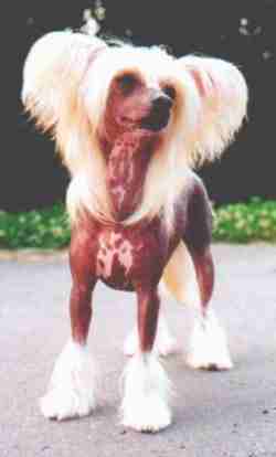 Obrázek čínský chcolatý pes