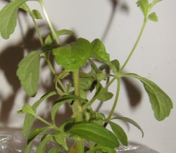 stevia-007.jpg