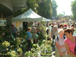 Flora-Olomouc-2008.jpg