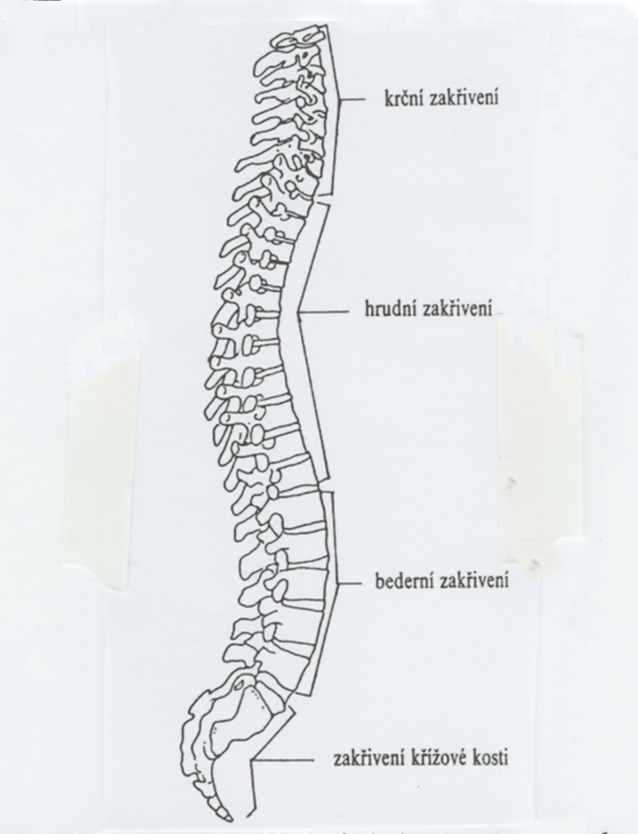 Obrázek páteř