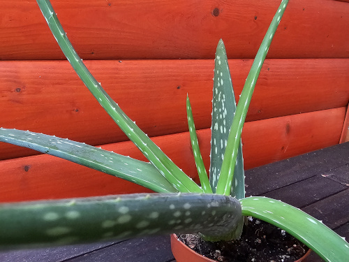 aloe vera