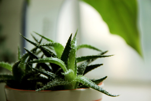 Aloe vera pokojová