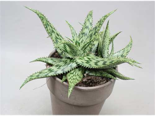 Aloe