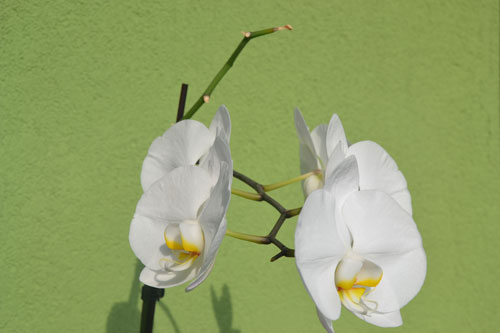 Orchideje