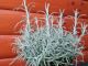 Pěstování a využití kari bylinky - helichrysum italicum