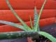 Aloe Vera: Zázračná rostlina pro pěstování a využití