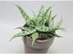 Aloe – rostlina, která pomáhá